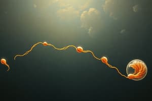 Sperm Migration and Capacitation