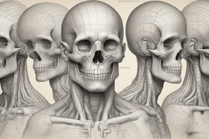 Human Anatomy Vocabulary Quiz