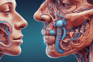 Respiratory System Anatomy: Nose Function and Structure