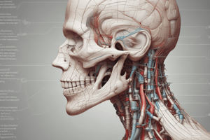 Directional Terms in Anatomy