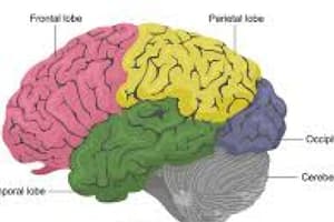 lab 2 - the brain