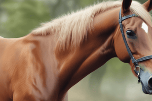 Equine Upper Respiratory Disease VCS 80920