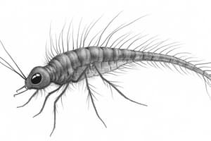 Género Leishmania spp: Características y Transmisión