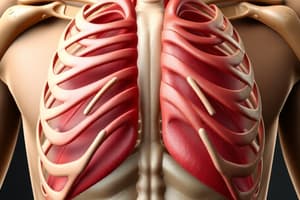 Intercostal Muscles and Breathing Mechanics