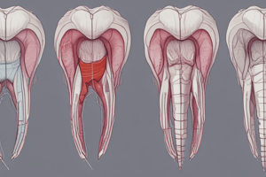 Tooth Development and Oral Biology