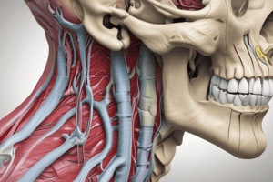 2nd Year Dental School: Human Anatomy Lecture 3, The Nasal Region