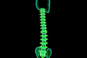 Spinal Stability and Fryette's Laws Quiz