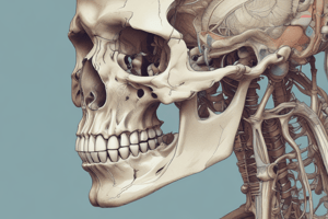 Types of Bones in the Human Body