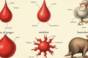 Blood Types: A, B, AB, and O