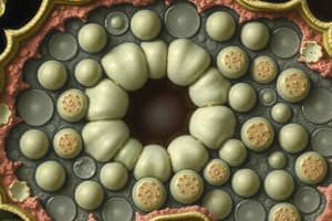 Plant Cell Structure and Function Quiz