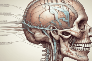 Cranial Nerves: Order, Functions, and Features