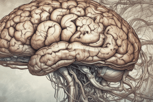 Anatomy LE 5: Cerebral Cortex and Higher Cortical Functions