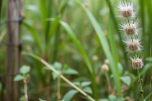 Ecosystems and Biodiversity Quiz