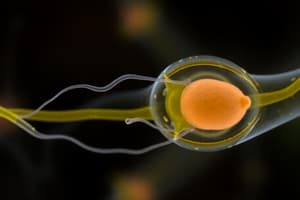 Lecture 9: Reproduction - male embryonic and postnatal