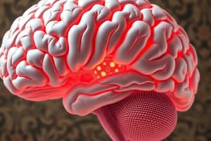 Brainstem Regions: Medulla, Pons, and Midbrain