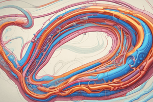 Distal Convoluted Tubule (DCT) in Nephron Function