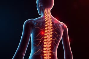 Faisceaux Vestibulospinal et Colliculospinal