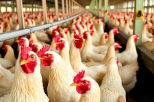 Broiler Production and Management in the Philippines