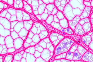 Connective Tissues Overview