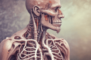 COPD: Chronisch-Obstruktive Lungenerkrankung