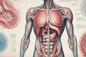 Large Intestine Structure and Characteristics