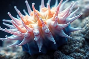 Echinodermata: Marine Invertebrates