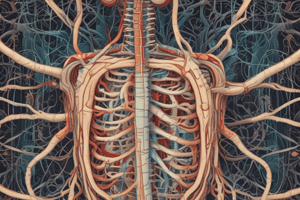 Enteric Nervous System (ENS) Functions