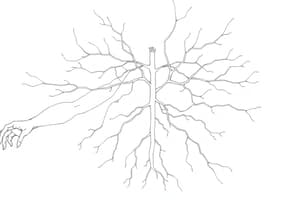 Motoneuroni e Muscolatura Sperimentale (Fisiologia 90)