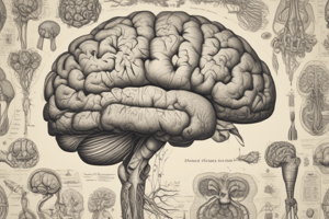 Brain Stem and its Functions