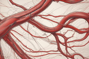 Blood Circulation: Arteries and Veins