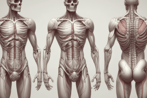 Introduction to Anatomy