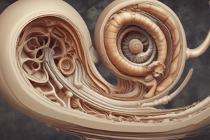 Anatomy: The Cochlea