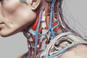 Neck Muscles Anatomy Quiz