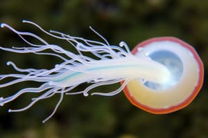 Medusozoans and Hydrozoans