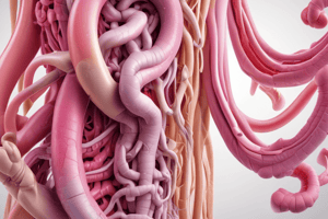 Intestines Anatomy Quiz