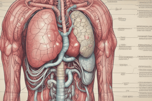 The Digestive System: Key Processes and Functions