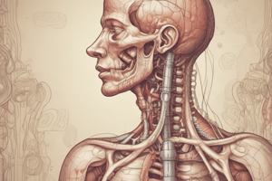 Functions of the Digestive System