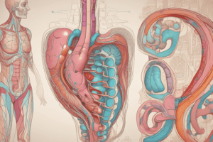 Human Digestive and Urinary System Process