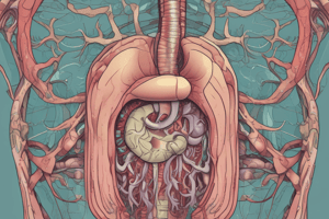 Anatomy of the Digestive System