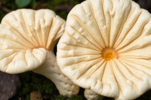 Fungi Quiz: Basidiomycetes & Deuteromycetes