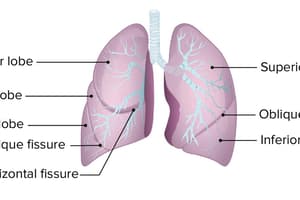 Chapter 23- Respiratory System