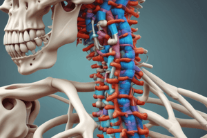 Axial Skeleton Anatomy