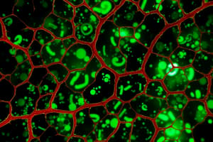 Cell-Cell Interactions Part 2