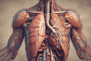 Anatomy of Trachea and Airway Structure