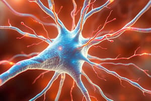 Neuromuscular Junction Overview