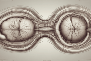 Balance: Otolith Organs Orientation