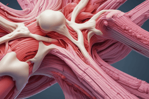 Muscle Anatomy and Connective Tissue Layers Quiz