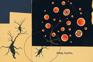 Haematopoiesis and Blood Cell Formation