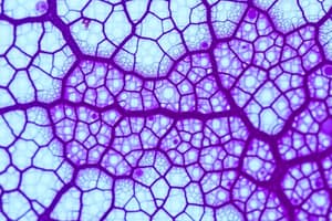 Histology - Connective Tissue (Part 1)