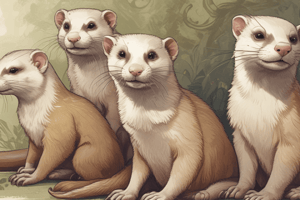 Ferrets: Domestication and Purpose